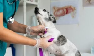 Kanpurs best vet for dogs and cats