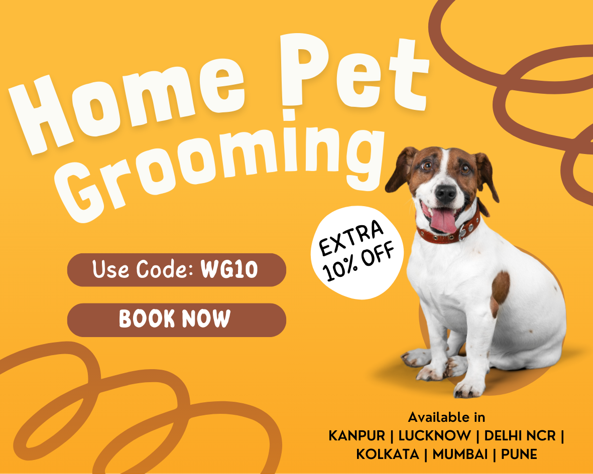 Pet grooming near fashion home